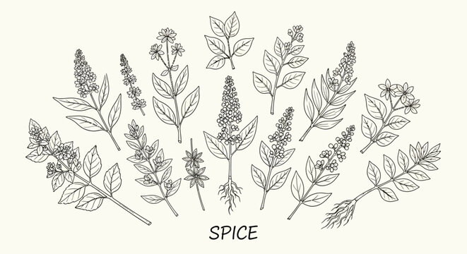A collection of various herb and spice botanical illustrations.