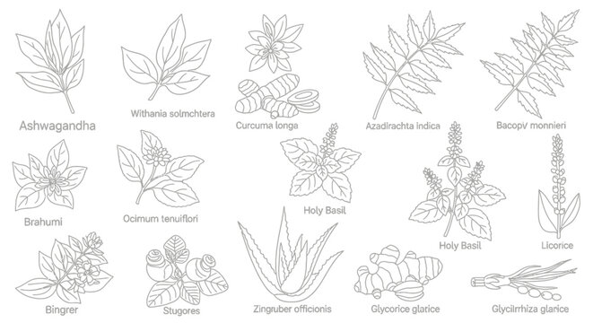 Botanical illustrations of various medicinal herbs and plants.