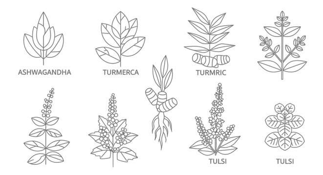 Herbal plants and spices illustrations.