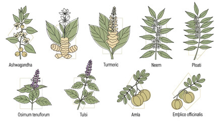 Illustrations of various medicinal herbs and plants. © Malikmagak