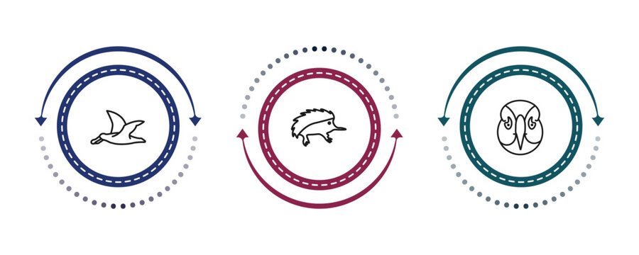 outline animals icons set - albatross, echidna, deadlock. editable vector for web and mobile ui