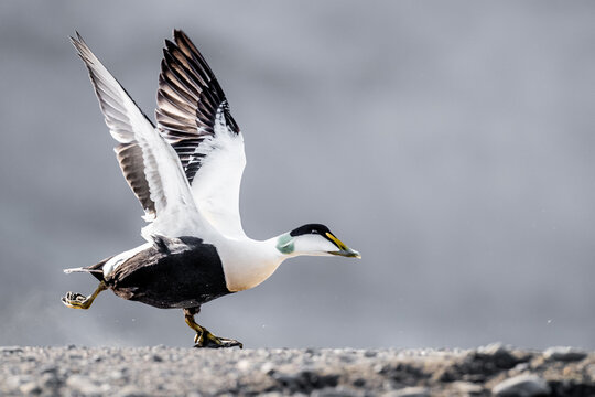 A common eider duck takes flight from a rocky shore, its wings spread wide against a muted background.