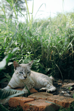 Cute stray cat with blue eyes and light tabby markings lying down on red bricks in the tall grass.