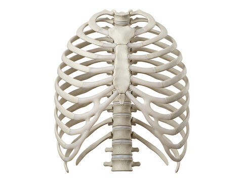 Human rib cage anatomical model isolated on a clean transparent background.