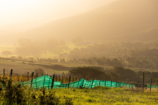 vineyard at sunset, Stanford, South Africa