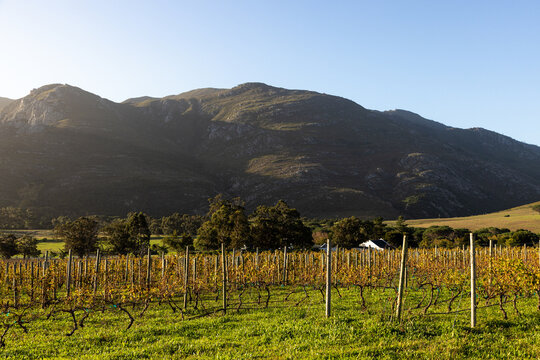 vineyard at sunset, Stanford, South Africa