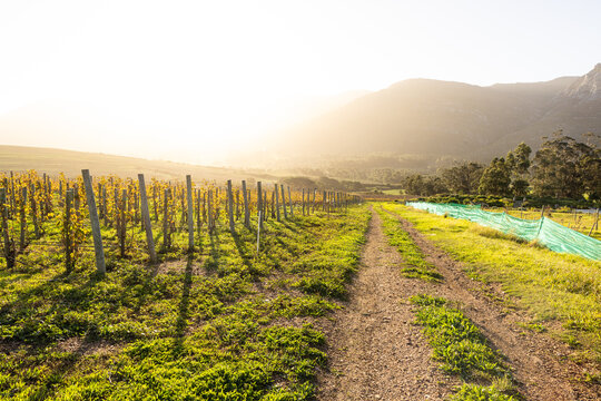 vineyard at sunset, Stanford, South Africa
