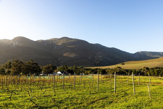 vineyard at sunset, Stanford, South Africa