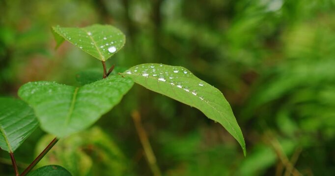Close up of vibrant green leaf showing clear glistening raindrops from recent tropical rain in dense cloud forest