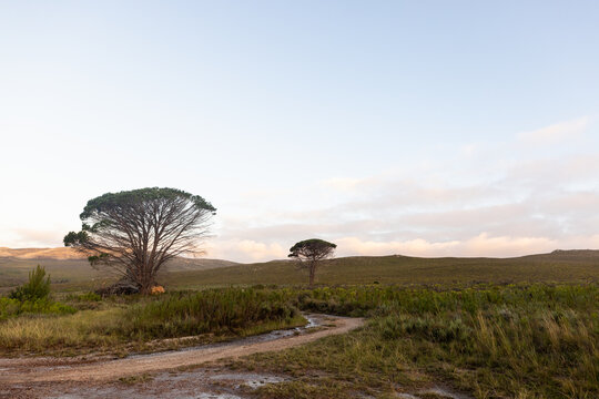 nature path through fynbos landscape, Stanford, South Africa