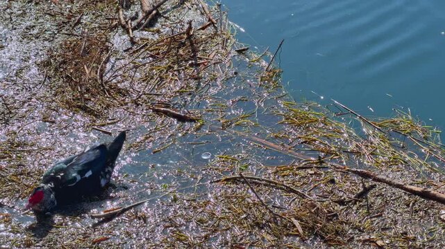 Muscovy duck bird with crimson red facial caruncle and dark plumage foraging among floating reed debris on sparkling lake water surface scene