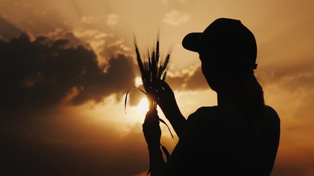 Silhouette of female agronomist examining wheat ears during sunset in rural field.