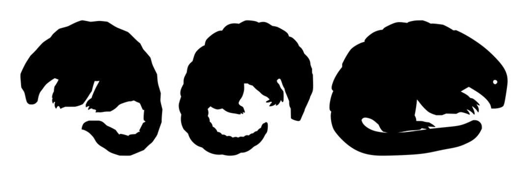 Pangolin set with solid black silhouette curled in a ball featuring sharp scale edges, rare wildlife protective pose with scale texture and white background
