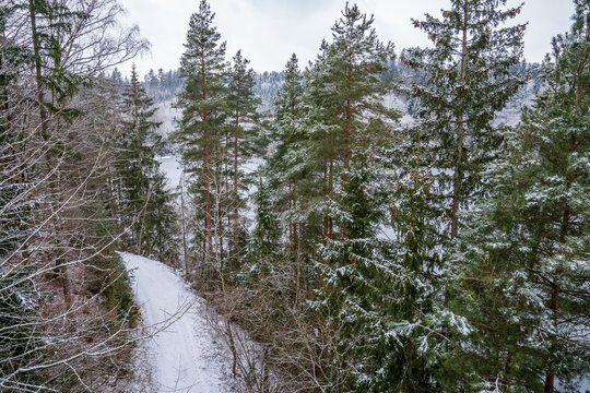 Snowy Path Through Coniferous Forest Overlooking a Frozen Lake