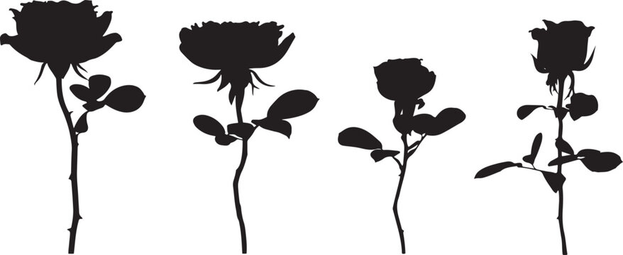 Four black rose silhouettes on white background