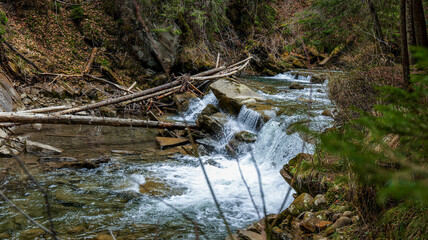 Serene forest stream cascades over rocks with fallen logs and lush greenery © shine.graphics