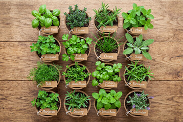 Obraz premium Collection of potted fresh herbs with name tags arranged on a rustic wooden table