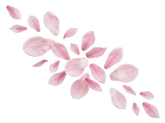 Obraz premium Soft Pink Magnolia Petals Isolated on Pure White Background with Elegant Floral Beauty