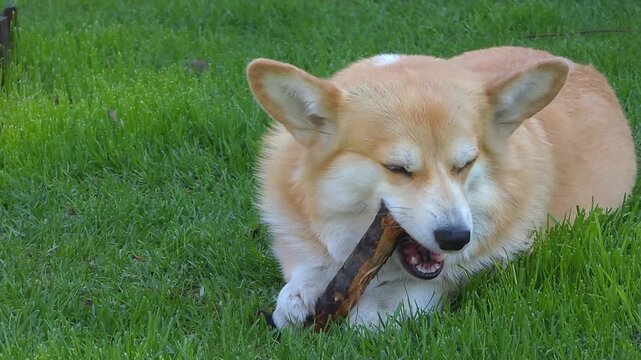 Corgi dog lying on grass chewing and gnawing a wooden stick. Pet playing with timber outdoors in a park. Canine activity and behavior in nature for training.