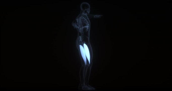 Vastus lateralis muscle in human body. X Ray. Loop