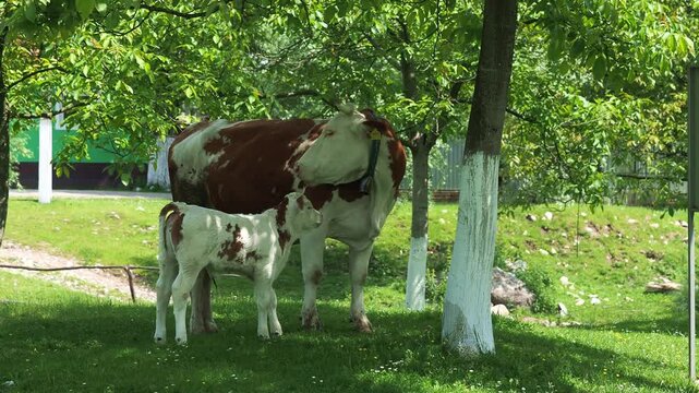 Cow licking her calf in a rural countryside scene with cowbell sound
