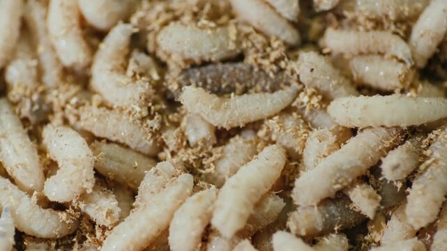 Close up view of maggots wriggling through a bed of sawdust, motion footage capturing their dynamic movement and texture.