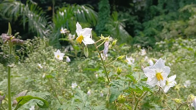 Video of Solanum sisymbriifolium plant of India.