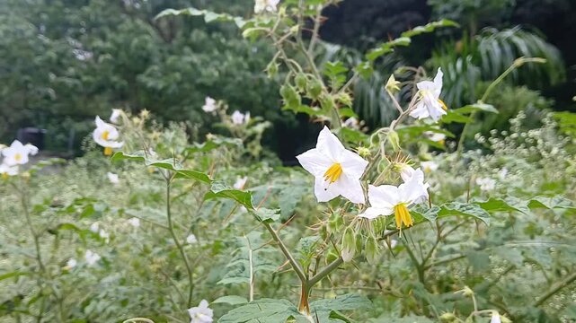 Video of Solanum sisymbriifolium plant of India.