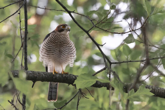 Sharp-shinned hawk perched on tree branch in natural forest habitat with soft green background and detailed wildlife appearance.