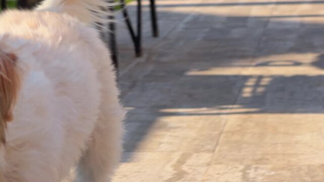 Small fluffy white terrier mix puppy dog joyfully running on stone terrace with gray  toy in mouth, playful pet at sunny afternoon scene, fun time with a puppy