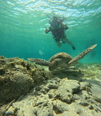Fototapeta premium Sea turtle, scuba diver, underwater scene, ocean wildlife, marine life
