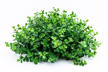 Fototapeta premium green bush isolated white background