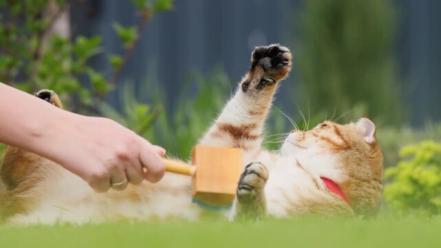 A woman's hand gently combs fur of cat lying on its back in green grass outdoors in slow motion footage.