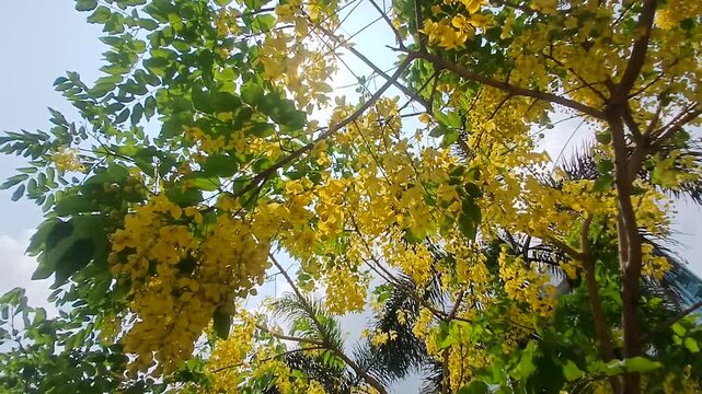 Video of a Golden shower tree from India.