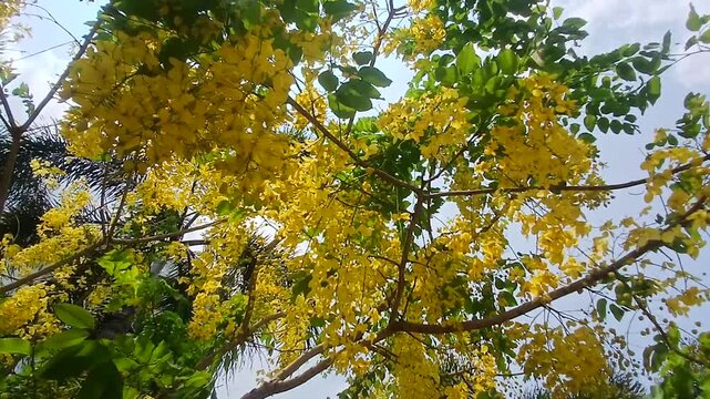 Video of a Golden shower tree from India.