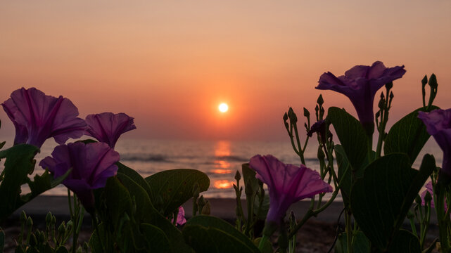 Sunset on the beach with purple bindweed flowers, Thailand.