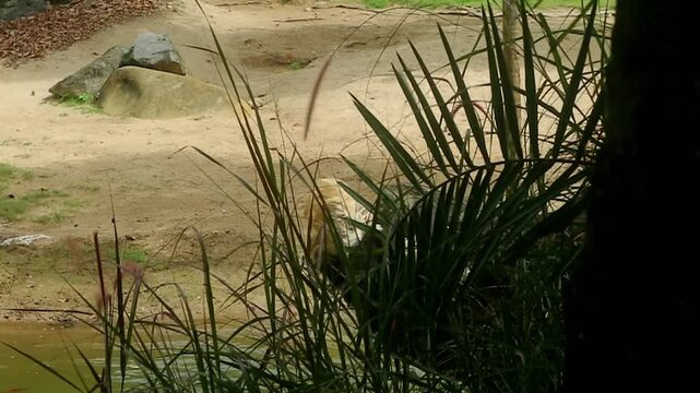 A large ostrich with dark plumage and a long neck walks through a shallow pond in a naturalistic zoo enclosure.