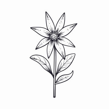 Detailed hand drawn ink illustration of a single blooming flower with leaves.