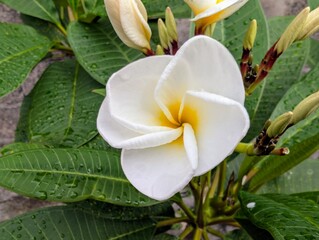 Fototapeta premium White and Yellow Plumeria Flowers Blooming with Water Droplets on Green Leaves