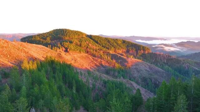 Clear Cut Logging Area in Tillamook State Forest Oregon