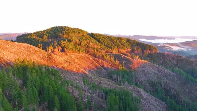 Timber Harvest in Tillamook State Forest Oregon Aerial