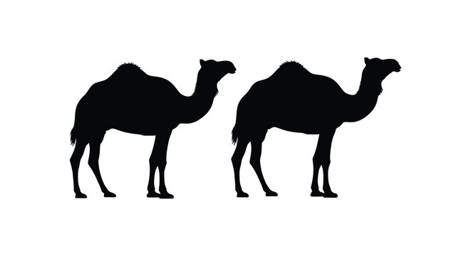 Two camels in profile black silhouette high quality