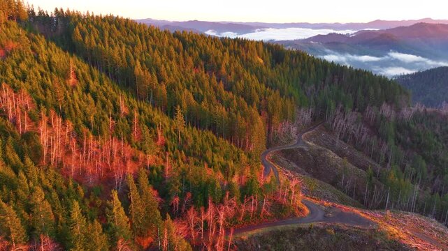 Clear Cut Forest in Oregon Coast Range at Golden Hour