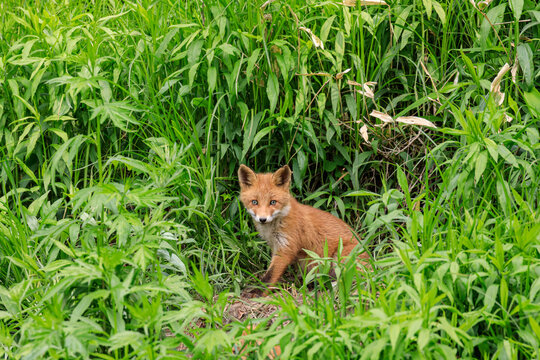 北海道むかわ町、草むらでたたずむキタキツネの子供【5月】