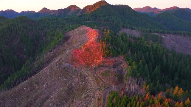 Logging Landscape in Tillamook State Forest Oregon Drone Shot
