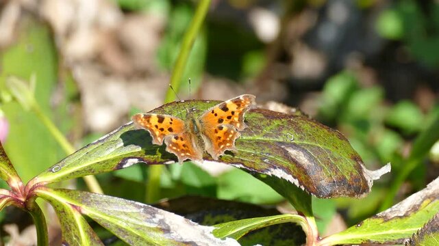 Comma butterfly (Polygonia c-album) sitting on a green leaf in Zurich, Switzerland