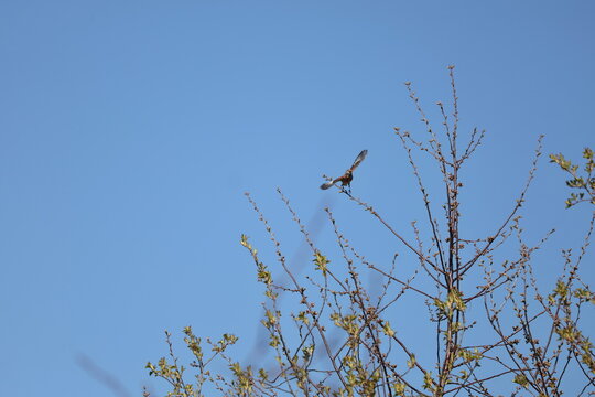 Common linnet taking flight from tree branch with wings spread in natural outdoor atmosphere, Linaria cannabina