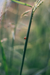Vertical macro photography of a small ladybug crawling up a single green grass stem. © Naraphan