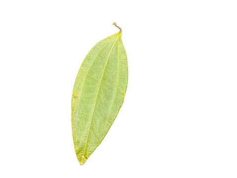 Single Dried Indian Bay Leaf (Tej Patta) Isolated on Plain Background. Aromatic spice for Indian cuisine (biryani, curries, pulao), herbal medicine, and Ayurvedic wellness.
