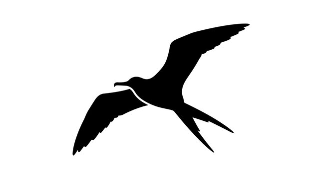 Silhouette of a Frigatebird in flight against a white background.